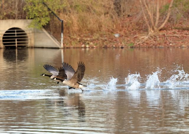 (251116) -- MARKHAM, Nov. 16, 2025 (Xinhua) -- Canada geese (Branta canadensis) migrating to the east coast of the United States are pictured at Berczy Park North in Markham, Ontario, Canada, Nov. 14, 2025. (Photo by Yang Shu/Xinhua)