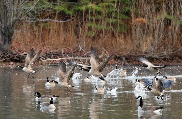 (251116) -- MARKHAM, Nov. 16, 2025 (Xinhua) -- Canada geese (Branta canadensis) migrating to the east coast of the United States are pictured at Berczy Park North in Markham, Ontario, Canada, Nov. 14, 2025. (Photo by Yang Shu/Xinhua)