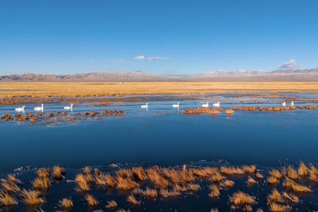 (251116) -- AKSAY, Nov. 16, 2025 (Xinhua) -- A drone photo taken on Nov. 14, 2025 shows whooper swans at the Xiaosugan Lake wetland in Kazak Autonomous County of Aksay, Jiuquan, northwest China's Gansu Province. Dasugan Lake and Xiaosugan Lake are connected and are both formed by the meltwater from the Qilian Mountains. A unique phenomenon is that the upstream Xiaosugan Lake is a freshwater lake, while the downstream Dasugan Lake is a saline lake. 
   Together, they nurture a vibrant ecological wetland in the vast Gobi Desert, serving as an important stopover and breeding habitat for migratory birds along China's migration routes. (Xinhua/Lang Bingbing)