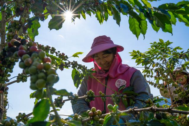 (251118) -- BEIJING, Nov. 18, 2025 (Xinhua) -- Farmers pick coffee cherries at a coffee garden in Tangxi Village of Baoshan City, southwest China's Yunnan Province, Nov. 16, 2025.
  Coffee plants growing here has recently entered the harvest season. (Xinhua/Gao Yongwei)