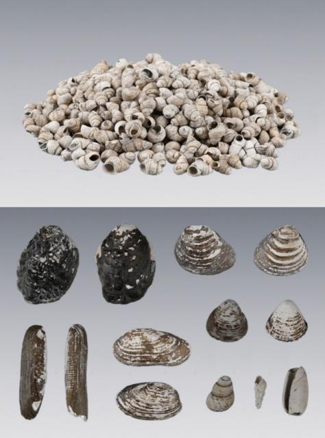 (251118) -- LIYANG, Nov. 18, 2025 (Xinhua) -- This combined photo shows the remains of aquatic mollusks discovered at the Baojia site in the city of Liyang, east China's Jiangsu Province.
  The Baojia site in the city of Liyang has been confirmed to date back 7,500 to 8,100 years, making it the earliest known prehistoric site discovered so far in the area surrounding Taihu Lake, archaeologists announced at a conference held on Nov. 16, 2025.
  TO GO WITH "Prehistoric site in east China's Jiangsu dates back about 7,500 to 8,100 years" (Jiangsu provincial institute of cultural relics and archaeology/Handout via Xinhua)