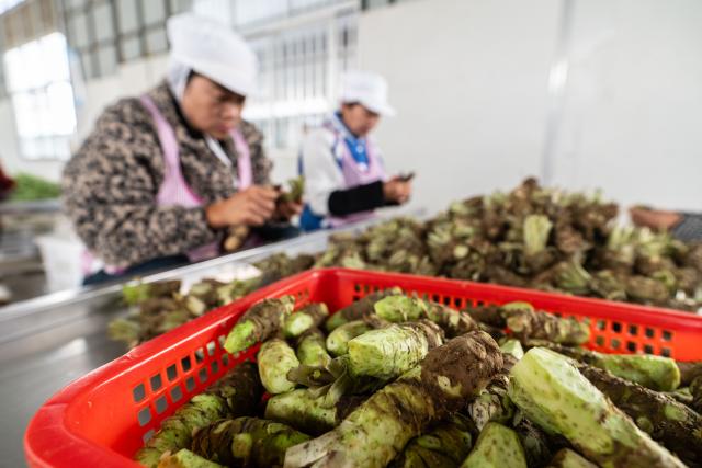 (251118) -- BAOSHAN, Nov. 18, 2025 (Xinhua) -- Workers process the roots of wasabi at the workshop of a wasabi company in Banqiao Town of Longyang District, Baoshan City, southwest China's Yunnan Province, Nov. 18, 2025. Baoshan City offers a sound environment for wasabi, a perennial herb prized for its pungent root used in the famous condiment and is notoriously difficult to cultivate. 
   In recent years, local government has been promoting standardized and large-scale planting of wasabi, creating new opportunities for mountainous areas and helping farmers increase their income.
   At present, Baoshan City has become the largest wasabi planting area in China, and wasabi grown here has been exported to foreign countries. (Xinhua/Gao Yongwei)