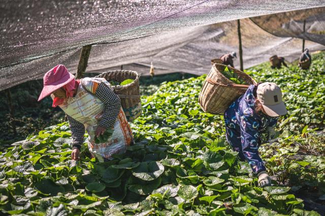 (251118) -- BAOSHAN, Nov. 18, 2025 (Xinhua) -- Farmers harvest wasabi at a wasabi planting base in Longyang District, Baoshan City, southwest China's Yunnan Province, Nov. 17, 2025. Baoshan City offers a sound environment for wasabi, a perennial herb prized for its pungent root used in the famous condiment and is notoriously difficult to cultivate. 
   In recent years, local government has been promoting standardized and large-scale planting of wasabi, creating new opportunities for mountainous areas and helping farmers increase their income.
   At present, Baoshan City has become the largest wasabi planting area in China, and wasabi grown here has been exported to foreign countries. (Xinhua/Wang Guansen)