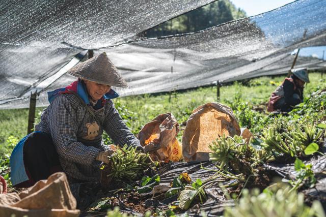 (251118) -- BAOSHAN, Nov. 18, 2025 (Xinhua) -- Farmers harvest wasabi at a wasabi planting base in Longyang District, Baoshan City, southwest China's Yunnan Province, Nov. 17, 2025. Baoshan City offers a sound environment for wasabi, a perennial herb prized for its pungent root used in the famous condiment and is notoriously difficult to cultivate. 
   In recent years, local government has been promoting standardized and large-scale planting of wasabi, creating new opportunities for mountainous areas and helping farmers increase their income.
   At present, Baoshan City has become the largest wasabi planting area in China, and wasabi grown here has been exported to foreign countries. (Xinhua/Wang Guansen)