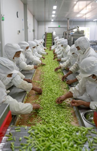 (251118) -- BAOSHAN, Nov. 18, 2025 (Xinhua) -- Workers process wasabi at the workshop of a wasabi company in Banqiao Town of Longyang District, Baoshan City, southwest China's Yunnan Province, Nov. 18, 2025. Baoshan City offers a sound environment for wasabi, a perennial herb prized for its pungent root used in the famous condiment and is notoriously difficult to cultivate. 
   In recent years, local government has been promoting standardized and large-scale planting of wasabi, creating new opportunities for mountainous areas and helping farmers increase their income.
   At present, Baoshan City has become the largest wasabi planting area in China, and wasabi grown here has been exported to foreign countries. (Xinhua/Gao Yongwei)