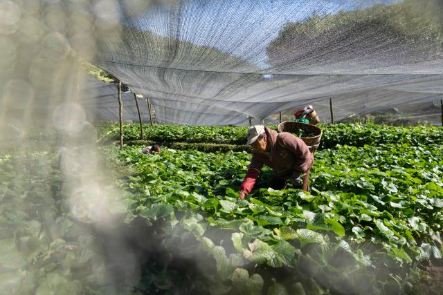 (251118) -- BAOSHAN, Nov. 18, 2025 (Xinhua) -- Farmers harvest wasabi at a wasabi planting base in Longyang District, Baoshan City, southwest China's Yunnan Province, Nov. 17, 2025. Baoshan City offers a sound environment for wasabi, a perennial herb prized for its pungent root used in the famous condiment and is notoriously difficult to cultivate. 
   In recent years, local government has been promoting standardized and large-scale planting of wasabi, creating new opportunities for mountainous areas and helping farmers increase their income.
   At present, Baoshan City has become the largest wasabi planting area in China, and wasabi grown here has been exported to foreign countries. (Xinhua/Gao Yongwei)