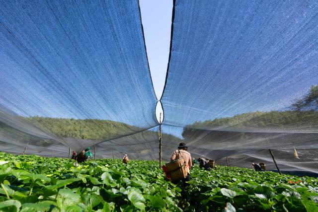 (251118) -- BAOSHAN, Nov. 18, 2025 (Xinhua) -- Farmers harvest wasabi at a wasabi planting base in Longyang District, Baoshan City, southwest China's Yunnan Province, Nov. 17, 2025. Baoshan City offers a sound environment for wasabi, a perennial herb prized for its pungent root used in the famous condiment and is notoriously difficult to cultivate. 
   In recent years, local government has been promoting standardized and large-scale planting of wasabi, creating new opportunities for mountainous areas and helping farmers increase their income.
   At present, Baoshan City has become the largest wasabi planting area in China, and wasabi grown here has been exported to foreign countries. (Xinhua/Gao Yongwei)