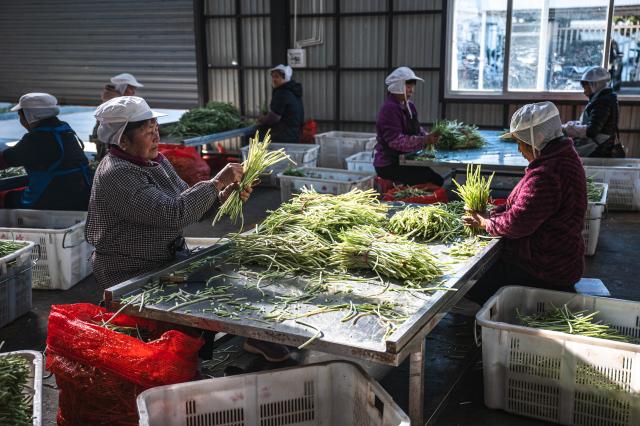 (251118) -- BAOSHAN, Nov. 18, 2025 (Xinhua) -- Workers process wasabi at the workshop of a wasabi company in Banqiao Town of Longyang District, Baoshan City, southwest China's Yunnan Province, Nov. 18, 2025. Baoshan City offers a sound environment for wasabi, a perennial herb prized for its pungent root used in the famous condiment and is notoriously difficult to cultivate. 
   In recent years, local government has been promoting standardized and large-scale planting of wasabi, creating new opportunities for mountainous areas and helping farmers increase their income.
   At present, Baoshan City has become the largest wasabi planting area in China, and wasabi grown here has been exported to foreign countries. (Xinhua/Wang Guansen)