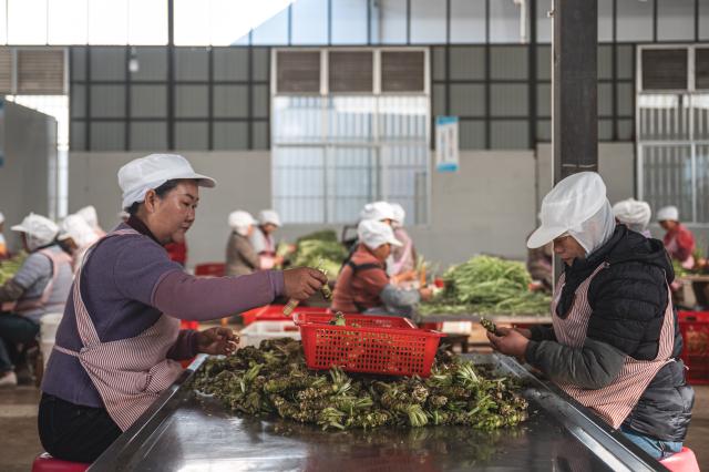 (251118) -- BAOSHAN, Nov. 18, 2025 (Xinhua) -- Workers process the roots of wasabi at the workshop of a wasabi company in Banqiao Town of Longyang District, Baoshan City, southwest China's Yunnan Province, Nov. 18, 2025. Baoshan City offers a sound environment for wasabi, a perennial herb prized for its pungent root used in the famous condiment and is notoriously difficult to cultivate. 
   In recent years, local government has been promoting standardized and large-scale planting of wasabi, creating new opportunities for mountainous areas and helping farmers increase their income.
   At present, Baoshan City has become the largest wasabi planting area in China, and wasabi grown here has been exported to foreign countries. (Xinhua/Wang Guansen)