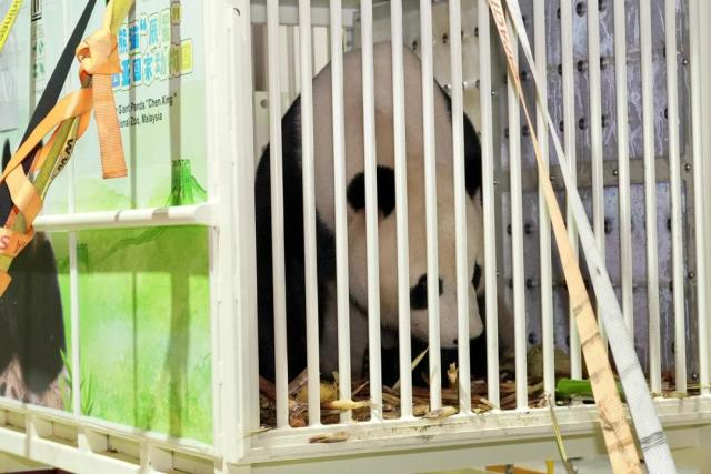 (251119) -- KUALA LUMPUR, Nov. 19, 2025 (Xinhua) -- Giant panda "Chen Xing" is seen at Kuala Lumpur International Airport in Kuala Lumpur, Malaysia, Nov. 18, 2025. Malaysia welcomed the arrival of the new pair of giant pandas, "Chen Xing" and "Xiao Yue," with the pair touching down at Kuala Lumpur International Airport on Tuesday.
   In May 2014, China and Malaysia launched their first round of international cooperation on giant panda conservation. This April, a joint statement signed by both countries announced their agreement to continue cooperative research on giant panda conservation, expressing hopes for further progress in the field. (Ministry of Natural Resources and Environmental Sustainability of Malaysia/Handout via Xinhua)