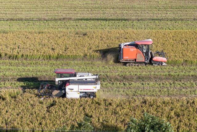 (251119) -- BEIJING, Nov. 19, 2025 (Xinhua) -- An aerial drone photo taken on Nov. 19, 2025 shows harvesters working in a late rice field in Yuyao, east China's Zhejiang Province. (Photo by Zhang Hui/Xinhua)