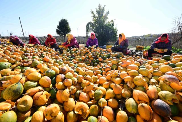 (251119) -- BEIJING, Nov. 19, 2025 (Xinhua) -- Staff members select melons in Jinhu County of Huai'an, east China's Jiangsu Province, Nov. 19, 2025. (Photo by Liang Debin/Xinhua)