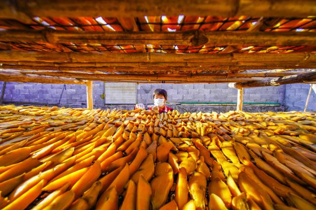 (251120) -- BEIJING, Nov. 20, 2025 (Xinhua) -- A farmer dries sliced sweet potatoes at a courtyard in Zunhua City, north China's Hebei Province, Nov. 19, 2025. (Photo by Liu Mancang/Xinhua)