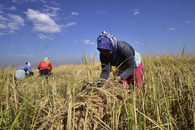 (251120)- NAGAON(INDIA), Nov. 20, 2025 (Xinhua) -- Farmers harvest paddy at a field in Nagaon district of India's northeastern state of Assam, Nov. 20, 2025. (Str/Xinhua)