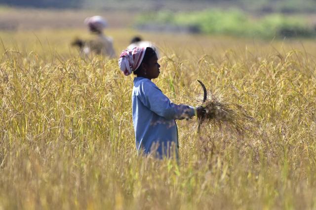 (251120)- NAGAON(INDIA), Nov. 20, 2025 (Xinhua) -- Farmers harvest paddy at a field in Nagaon district of India's northeastern state of Assam, Nov. 20, 2025. (Str/Xinhua)