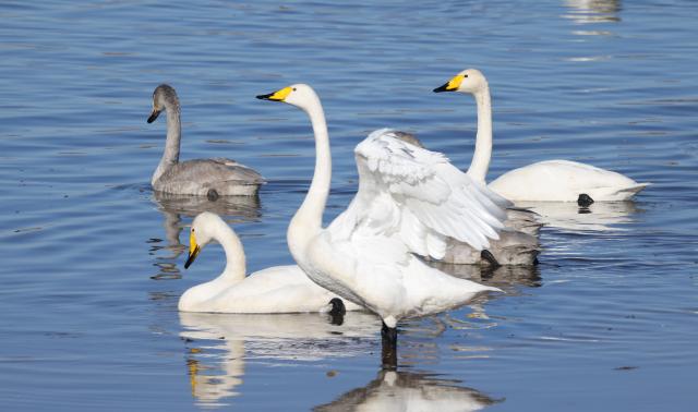 (251121) -- BEIJING, Nov. 21, 2025 (Xinhua) -- Swans rest in the Qingshui River at the Miyun Reservoir basin in Beijing, capital of China, Nov. 20, 2025.
  The Miyun Reservoir basin in Beijing has recently seen a surge in the number of migratory birds. (Photo by Li Yifei/Xinhua)