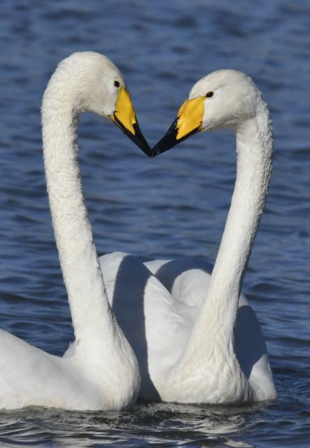 (251121) -- BEIJING, Nov. 21, 2025 (Xinhua) -- Swans are pictured in the Qingshui River at the Miyun Reservoir basin in Beijing, capital of China, Nov. 20, 2025.
  The Miyun Reservoir basin in Beijing has recently seen a surge in the number of migratory birds. (Xinhua/Li Xin)