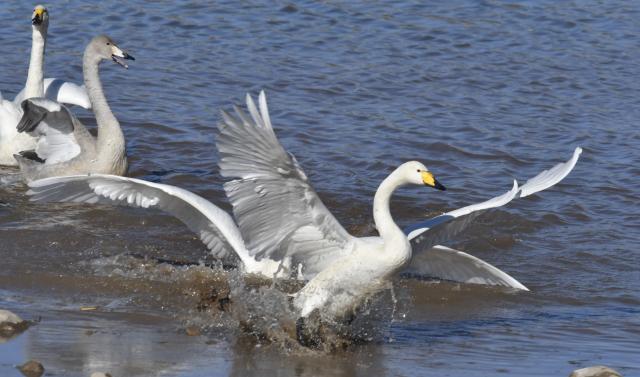 (251121) -- BEIJING, Nov. 21, 2025 (Xinhua) -- Swans are pictured in the Qingshui River at the Miyun Reservoir basin in Beijing, capital of China, Nov. 20, 2025.
  The Miyun Reservoir basin in Beijing has recently seen a surge in the number of migratory birds. (Xinhua/Li Xin)