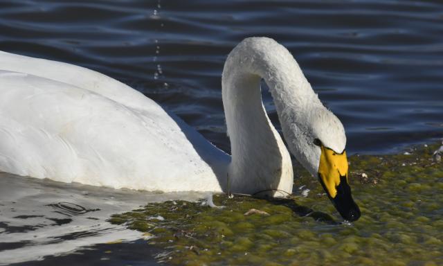 (251121) -- BEIJING, Nov. 21, 2025 (Xinhua) -- A swan forages in the Qingshui River at the Miyun Reservoir basin in Beijing, capital of China, Nov. 20, 2025.
  The Miyun Reservoir basin in Beijing has recently seen a surge in the number of migratory birds. (Xinhua/Li Xin)