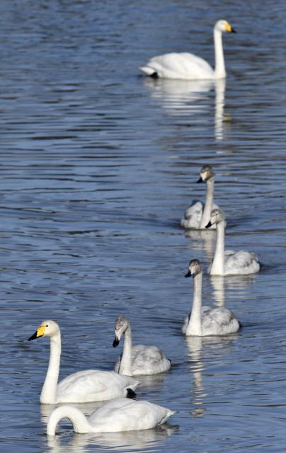 (251121) -- BEIJING, Nov. 21, 2025 (Xinhua) -- Swans rest in the Qingshui River at the Miyun Reservoir basin in Beijing, capital of China, Nov. 20, 2025.
  The Miyun Reservoir basin in Beijing has recently seen a surge in the number of migratory birds. (Xinhua/Li Xin)