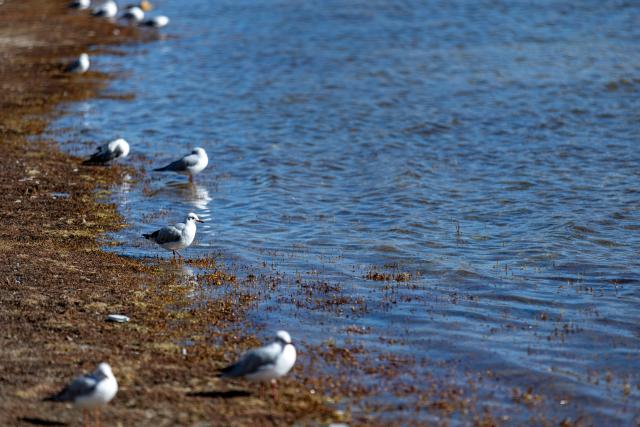 (251121) -- LHASA, Nov. 21, 2025 (Xinhua) -- Red-billed gulls are pictured on the shore of the Yamzbog Yumco Lake in southwest China's Xizang Autonomous Region, on Nov. 20, 2025. (Xinhua/Li Jian)