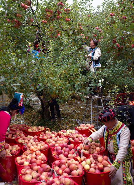 (251121) -- MAOXIAN, Nov. 21, 2025 (Xinhua) -- Villagers harvest apples in Anxiang Village of Nanxin Town, Maoxian County of Aba Tibetan and Qiang Autonomous Prefecture, southwest China's Sichuan Province, Nov. 20, 2025. Over 1,000 mu (about 66.67 hectares) of apple orchards in Nanxin Town of Maoxian County have entered the harvest season. Local villagers take good use of the apple harvest to develop tourism and e-commerce,  which has promote apple sales and boosted villagers' incomes. (Photo by Lan Hongguang/Xinhua)