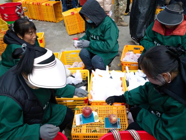 (251121) -- MAOXIAN, Nov. 21, 2025 (Xinhua) -- Staff members weigh and pack freshly-harvested apples in Anxiang Village of Nanxin Town, Maoxian County of Aba Tibetan and Qiang Autonomous Prefecture, southwest China's Sichuan Province, Nov. 20, 2025. Over 1,000 mu (about 66.67 hectares) of apple orchards in Nanxin Town of Maoxian County have entered the harvest season. Local villagers take good use of the apple harvest to develop tourism and e-commerce,  which has promote apple sales and boosted villagers' incomes. (Photo by Lan Hongguang/Xinhua)