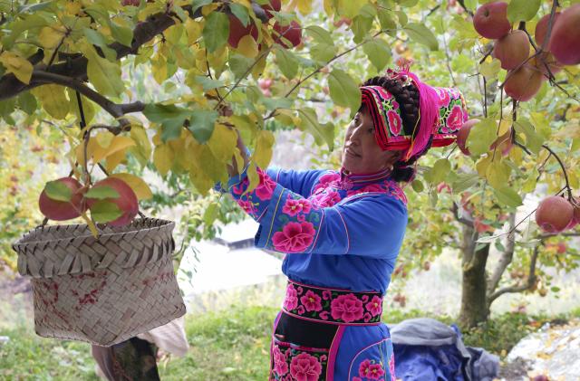 (251121) -- MAOXIAN, Nov. 21, 2025 (Xinhua) -- A villager harvests apples in Anxiang Village of Nanxin Town, Maoxian County of Aba Tibetan and Qiang Autonomous Prefecture, southwest China's Sichuan Province, Nov. 20, 2025. Over 1,000 mu (about 66.67 hectares) of apple orchards in Nanxin Town of Maoxian County have entered the harvest season. Local villagers take good use of the apple harvest to develop tourism and e-commerce,  which has promote apple sales and boosted villagers' incomes. (Photo by Lan Hongguang/Xinhua)