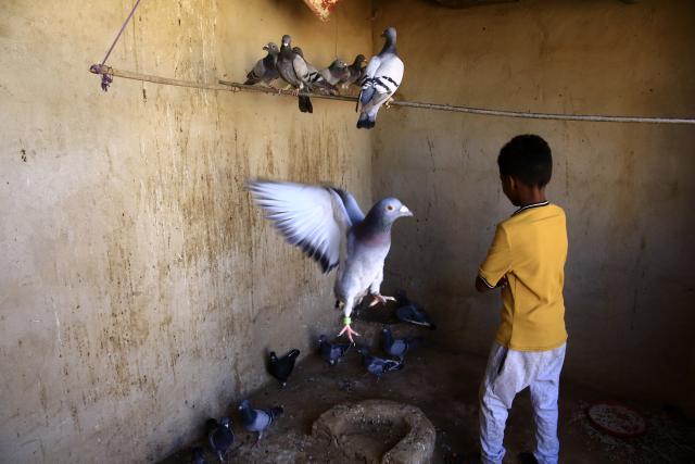 (251121) -- KHARTOUM, Nov. 21, 2025 (Xinhua) -- Photo taken on Nov. 20, 2025 in the Um Dawan Ban area, east of the Sudanese capital Khartoum, shows a child training and inspecting homing pigeons at his home in preparation for an upcoming homing-pigeon race. TO GO WITH: "Feature: Khartoum's sky comes alive with flying pigeons despite Sudan's conflict" (Photo by Mohamed Khidir/Xinhua)