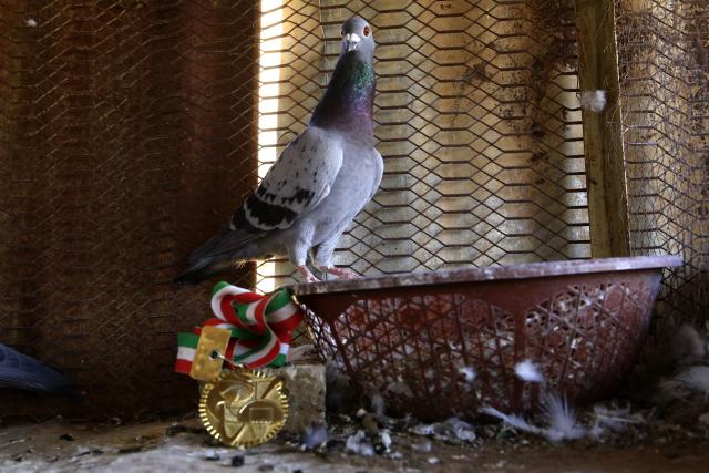 (251121) -- KHARTOUM, Nov. 21, 2025 (Xinhua) -- Photo taken on Nov. 20, 2025 in the Um Dawan Ban area, east of the Sudanese capital Khartoum, shows a racing homing pigeon, which won the gold medal in a previous race held in western Sudan. TO GO WITH: "Feature: Khartoum's sky comes alive with flying pigeons despite Sudan's conflict" (Photo by Mohamed Khidir/Xinhua)