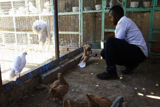 (251121) -- KHARTOUM, Nov. 21, 2025 (Xinhua) -- Photo taken on Nov. 20, 2025 in the Um Dawan Ban area, east of the Sudanese capital Khartoum, shows a homing-pigeon breeder inspecting his pigeons ahead of upcoming homing-pigeon race. TO GO WITH: "Feature: Khartoum's sky comes alive with flying pigeons despite Sudan's conflict" (Photo by Mohamed Khidir/Xinhua)
