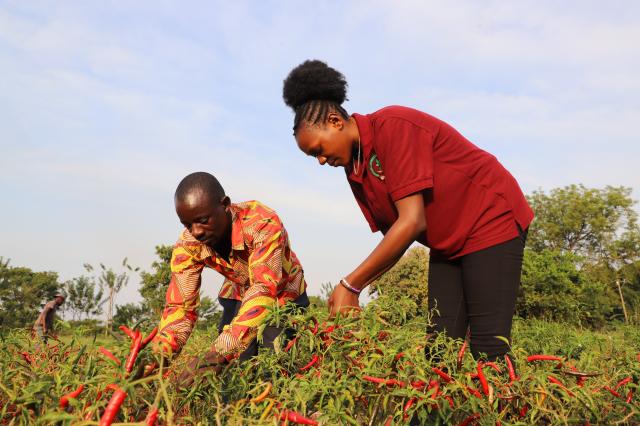 (251122) -- KAMULI, Nov. 22, 2025 (Xinhua) -- Farmers harvest chili peppers at a cooperative planting and training spot in Kamuli, Uganda, Nov. 20, 2025. Ugandan President Yoweri Museveni has flagged off the country's first  shipment of dried chili to China, one year after the two countries signed a bilateral agreement allowing the agricultural product to access the Chinese market.
   TO GO WITH "Roundup: Ugandan president flags off first dried chili shipment to China" (Photo by Ronald Ssekandi/Xinhua)