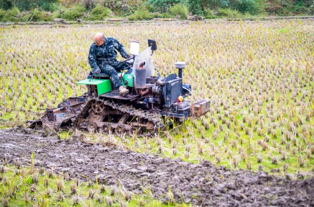 (251122) -- CHONGQING, Nov. 22, 2025 (Xinhua) -- A farmer drives an agricultural machine to plough a field in Zhongyi Township, Shizhu County, southwest China's Chongqing, Nov. 22, 2025. Located in Wuling Mountain area, Zhongyi Township in recent years has developed several characteristic industries so as to build a modern agricultural industrial system.
  In addition, the township has also improved human settlement environment and infrastructure, attracting many tourists. (Xinhua/Tang Yi)