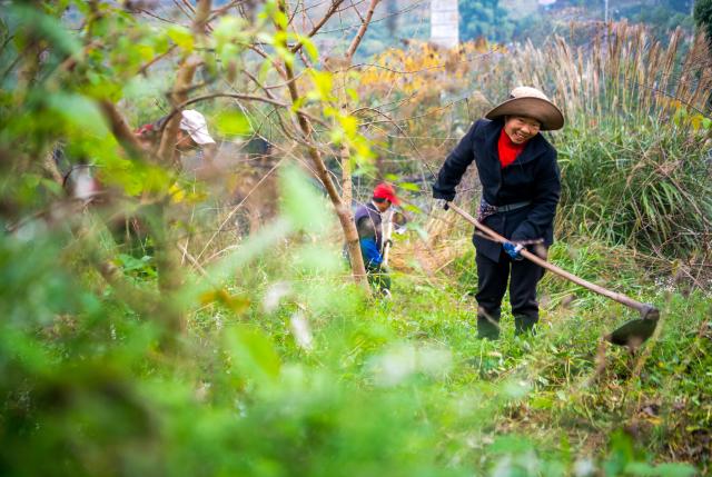 (251122) -- CHONGQING, Nov. 22, 2025 (Xinhua) -- Farmers work at a peach orchard in Zhongyi Township, Shizhu County, southwest China's Chongqing, Nov. 22, 2025. Located in Wuling Mountain area, Zhongyi Township in recent years has developed several characteristic industries so as to build a modern agricultural industrial system.
  In addition, the township has also improved human settlement environment and infrastructure, attracting many tourists. (Xinhua/Tang Yi)