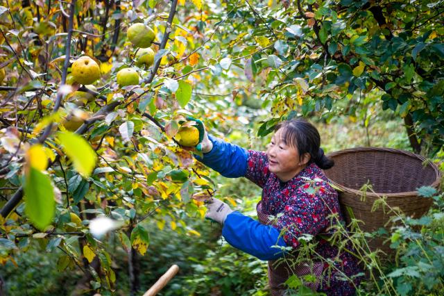 (251122) -- CHONGQING, Nov. 22, 2025 (Xinhua) -- A farmer picks papayas at an orchard in Zhongyi Township, Shizhu County, southwest China's Chongqing, Nov. 21, 2025. Located in Wuling Mountain area, Zhongyi Township in recent years has developed several characteristic industries so as to build a modern agricultural industrial system.
  In addition, the township has also improved human settlement environment and infrastructure, attracting many tourists. (Xinhua/Tang Yi)