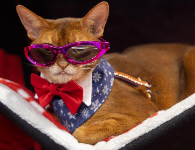 (251123) -- MISSISSAUGA, Nov. 23, 2025 (Xinhua) -- A dressed-up pet cat is seen at the 2025 Christmas Canadian Pet Expo in Mississauga, Ontario, Canada, on Nov. 22, 2025.
  Featuring different pet competitions and a holiday marketplace, this annual two-day event kicked off here on Saturday. (Photo by Zou Zheng/Xinhua)
