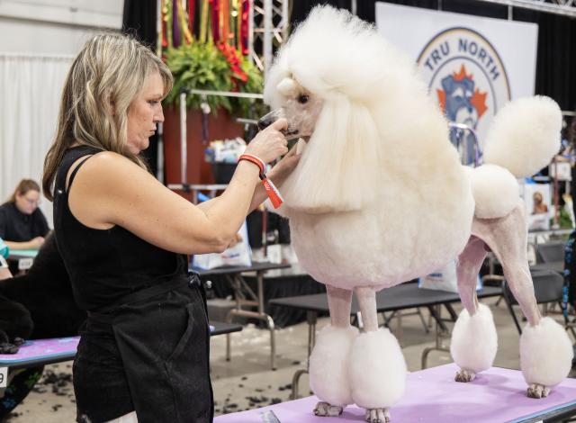 (251123) -- MISSISSAUGA, Nov. 23, 2025 (Xinhua) -- A pet groomer works on a pet dog at the 2025 Christmas Canadian Pet Expo in Mississauga, Ontario, Canada, on Nov. 22, 2025.
  Featuring different pet competitions and a holiday marketplace, this annual two-day event kicked off here on Saturday. (Photo by Zou Zheng/Xinhua)