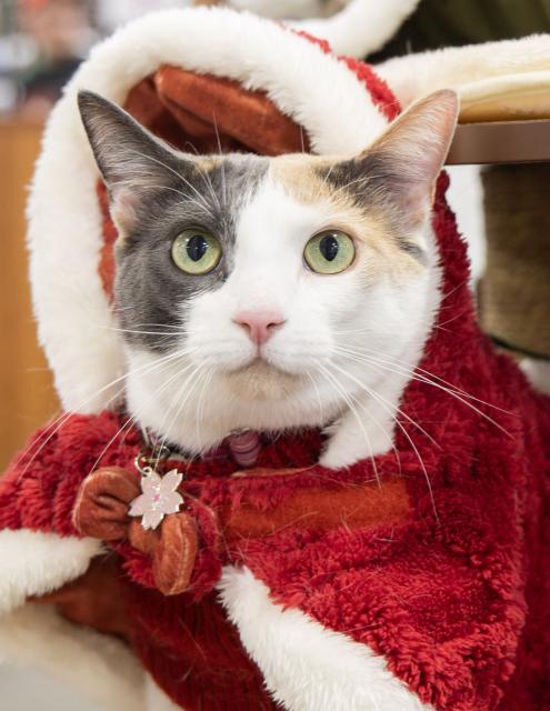 (251123) -- MISSISSAUGA, Nov. 23, 2025 (Xinhua) -- A dressed-up pet cat is seen at the 2025 Christmas Canadian Pet Expo in Mississauga, Ontario, Canada, on Nov. 22, 2025.
  Featuring different pet competitions and a holiday marketplace, this annual two-day event kicked off here on Saturday. (Photo by Zou Zheng/Xinhua)