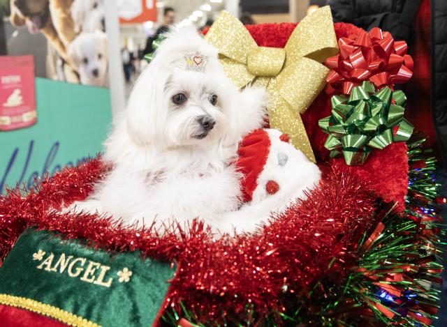 (251123) -- MISSISSAUGA, Nov. 23, 2025 (Xinhua) -- A dressed-up pet dog is seen at the 2025 Christmas Canadian Pet Expo in Mississauga, Ontario, Canada, on Nov. 22, 2025.
  Featuring different pet competitions and a holiday marketplace, this annual two-day event kicked off here on Saturday. (Photo by Zou Zheng/Xinhua)