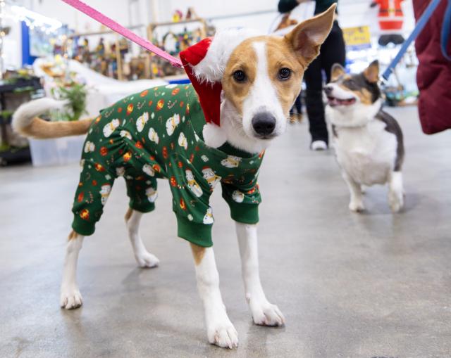 (251123) -- MISSISSAUGA, Nov. 23, 2025 (Xinhua) -- Dressed-up pet dogs are seen at the 2025 Christmas Canadian Pet Expo in Mississauga, Ontario, Canada, on Nov. 22, 2025.
  Featuring different pet competitions and a holiday marketplace, this annual two-day event kicked off here on Saturday. (Photo by Zou Zheng/Xinhua)