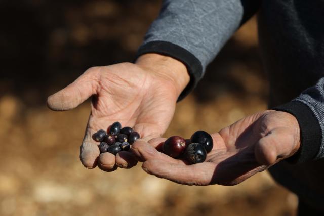 (251123) -- AMMAN, Nov. 23, 2025 (Xinhua) -- A farmer compares this year's olives (L) with those of typical year's harvest in Amman, Jordan on Nov. 22, 2025.
  TO GO WITH "Feature: Thirst of an ancient tree, climate change threatens Jordan's olive yield" (Photo by Mohammad Abu Ghosh/Xinhua)