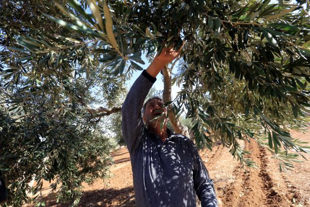 (251123) -- AMMAN, Nov. 23, 2025 (Xinhua) -- A farmer checks an olive tree on his farm in Amman, Jordan on Nov. 22, 2025.
  TO GO WITH "Feature: Thirst of an ancient tree, climate change threatens Jordan's olive yield" (Photo by Mohammad Abu Ghosh/Xinhua)