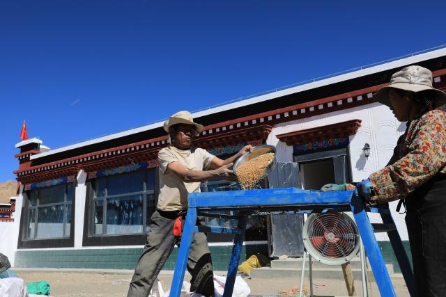 (251123) -- XIGAZE, Nov. 23, 2025 (Xinhua) -- Villagers process newly harvested highland barley at the yard of their new house in Cuoang Village of Qulho Township in Dingri County, Xigaze City, southwest China's Xizang Autonomous Region, Oct. 24, 2025. In early January, a 6.8-magnitude earthquake struck Dingri County in the city of Xigaze, leveling thousands of houses. 
   Ten months after the earthquake, more than 32,500 destroyed or damaged houses have been restored and handed over to affected residents, according to the authorities of Xigaze City. 
   In less than three days after the earthquake, Xizang rolled out a post-disaster reconstruction plan and kicked off the preliminary work, which included field survey, housing design and debris clearance.
   The restoration work covered 486 villages in seven counties, resulting in the reconstruction of more than 22,000 houses and the reinforcement of an additional 10,500 homes. The first batch of quake-affected residents have moved into new homes in August. (Photo by Chen Xiaojun/Xinhua)