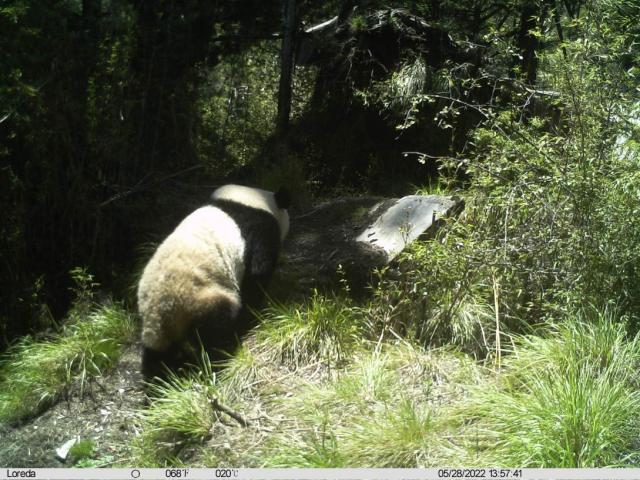(251123) -- CHENGDU, Nov. 23, 2025 (Xinhua) -- This photo taken by an infrared camera on May 28, 2022 shows a wild giant panda at the Tangjiahe Nature Reserve of the Giant Panda National Park in southwest China's Sichuan Province. (Tangjiahe Nature Reserve of the Giant Panda National Park/Handout via Xinhua)