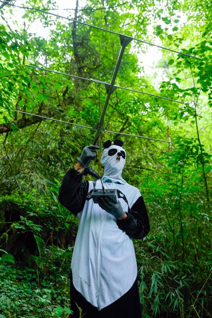 (251123) -- CHENGDU, Nov. 23, 2025 (Xinhua) -- A staff member dressed in a panda costume traces a giant panda with a radio positioning device at the Wolong area of the Giant Panda National Park in southwest China's Sichuan Province, June 24, 2024. (Xinhua/Shen Bohan)