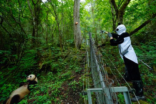 (251123) -- CHENGDU, Nov. 23, 2025 (Xinhua) -- A staff member dressed in a panda costume feeds a giant panda at the Wolong area of the Giant Panda National Park in southwest China's Sichuan Province, June 24, 2024. (Xinhua/Shen Bohan)