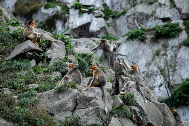 (251123) -- CHENGDU, Nov. 23, 2025 (Xinhua) -- Sichuan golden snub-nosed monkeys are pictured at the Yuhe area of the Giant Panda National Park in northwest China's Gansu Province, Oct. 14, 2023. (Xinhua/Zhang Xinxin)