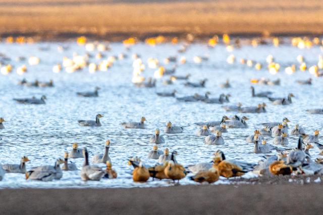 (251123) -- LHUNZHUB, Nov. 23, 2025 (Xinhua) -- This photo taken on Nov. 23, 2025 shows migratory birds in Lhunzhub County of Lhasa, southwest China's Xizang Autonomous Region. (Xinhua/Li Jian)