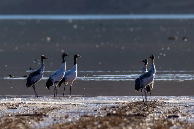(251123) -- LHUNZHUB, Nov. 23, 2025 (Xinhua) -- This photo taken on Nov. 23, 2025 shows migratory birds in Lhunzhub County of Lhasa, southwest China's Xizang Autonomous Region. (Xinhua/Jiang Fan)
