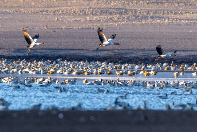 (251123) -- LHUNZHUB, Nov. 23, 2025 (Xinhua) -- This photo taken on Nov. 23, 2025 shows migratory birds in Lhunzhub County of Lhasa, southwest China's Xizang Autonomous Region. (Xinhua/Jiang Fan)